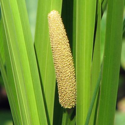 Calamus in perfumery