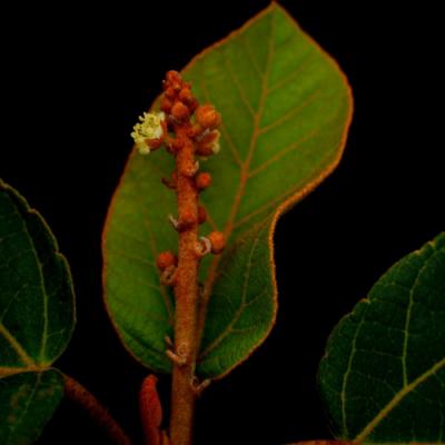 Cascarille in perfumery