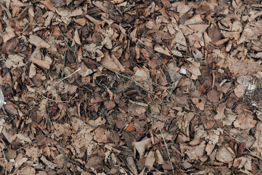 Seasonal Scents: Discover the Perfect Fragrances for Every Season