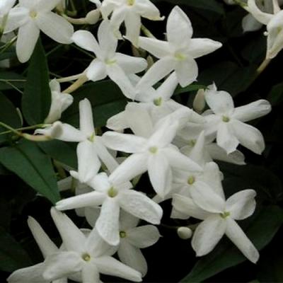 Karo karoundé in perfumery