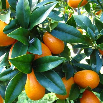 Kumquat in perfumery
