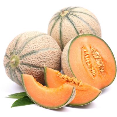 Melon in perfumery