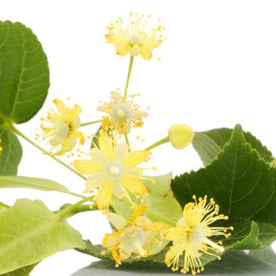 Linden in perfumery