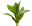 Tobacco Leaf