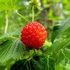 Wild Berries note — Wild Berries