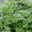 Mugwort