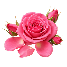 Rose fragrances