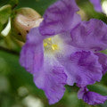 Strobilanthes callosa
