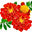 Marigold