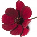 Chocolate Flower Fragrances — browse fragrances in this collection
