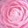 Camellia