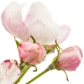 Illustration representing Apple Blossom Fragrances