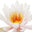 Water lily