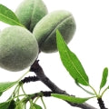 Almond tree Fragrances — browse fragrances in this collection