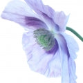 Blue Poppy Fragrances — browse fragrances in this collection