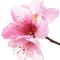 Illustration representing Apricot Blossom Fragrances