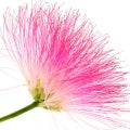 Silk Tree Blossom