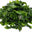 Seaweed