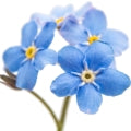 Forget me not Fragrances — browse fragrances in this collection