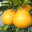 Yellow Mandarin