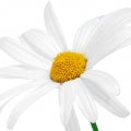 Daisy Fragrances — browse fragrances in this collection
