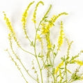 Illustration representing Melilot or Sweet Clover Fragrances