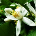Bergamot Blossom Fragrances — browse fragrances in this collection