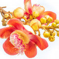 Cannonball Flower Fragrances — browse fragrances in this collection