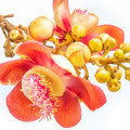 Illustration representing Cannonball Flower Fragrances