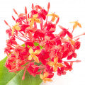 Ashoka Flower Fragrances — browse fragrances in this collection