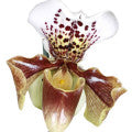 Lady Slipper Orchid Fragrances — browse fragrances in this collection
