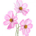 Illustration representing Cosmos Flower Fragrances