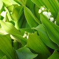 Illustration representing Lily Of the Valley Leaves Fragrances