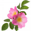 Illustration representing Eglantine Rose Fragrances