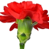 Carnation note — Carnation Fragrances