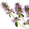 Clary Sage note — Clary Sage Fragrances