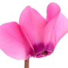 Cyclamen note — Cyclamen Fragrances