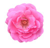 Damask Rose note — Damask Rose Fragrances