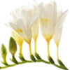 Freesia note — Freesia Fragrances