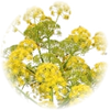 Galbanum note — Galbanum Fragrances