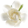 Gardenia note — Gardenia Fragrances