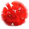 Geranium note — Geranium Fragrances