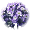 Heliotrope note — Heliotrope Fragrances