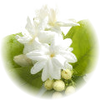 Jasmine note — Jasmine Fragrances