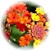 Lantana note — Lantana Fragrances