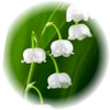 Lily-Of-The-Valley note — Lily of the Valley Fragrances
