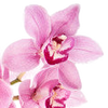 Orchid note — Orchid Fragrances