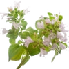 Oregano note — Oregano Fragrances