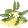 Osmanthus note — Osmanthus Fragrances