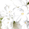 Paradisone note — Paradisone Fragrances